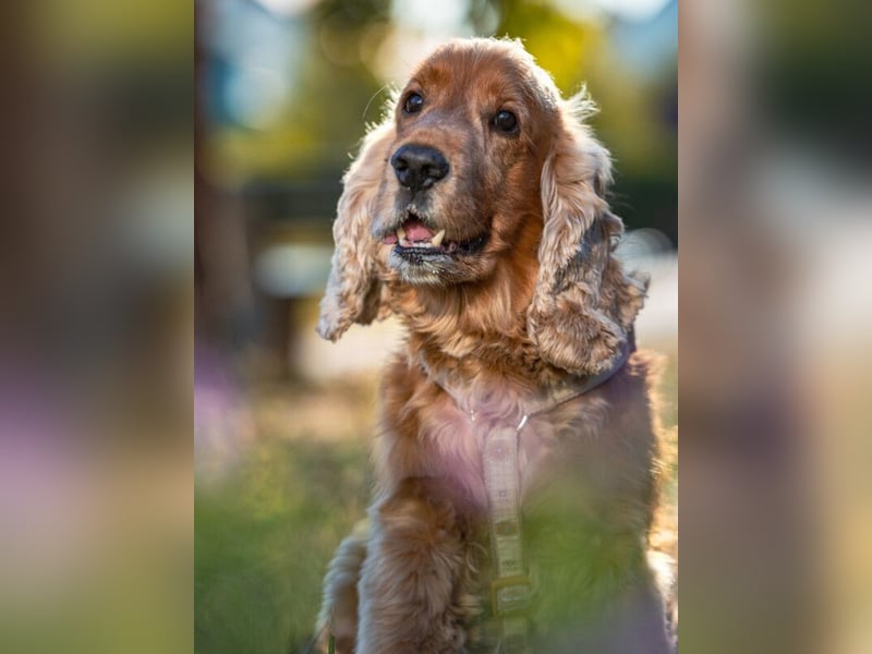 Benny Bub - fitter Cocker Spaniel - Tierhilfe Franken e.V.