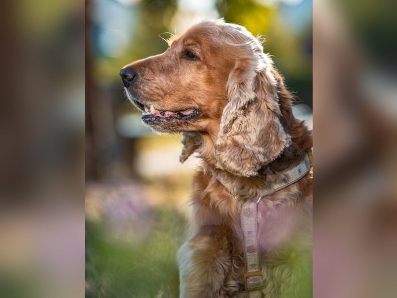 Benny Bub - fitter Cocker Spaniel - Tierhilfe Franken e.V.