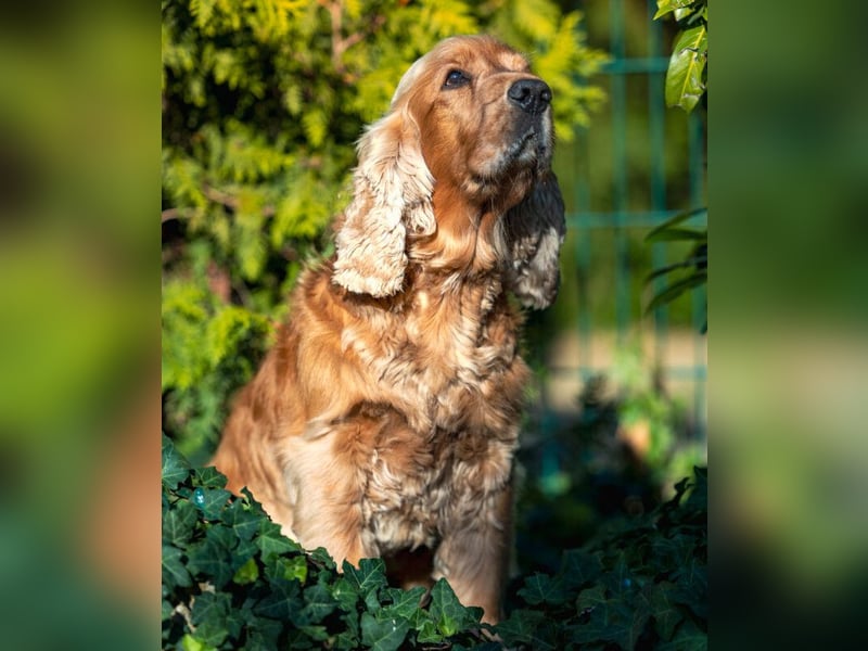 Benny Bub - fitter Cocker Spaniel - Tierhilfe Franken e.V.