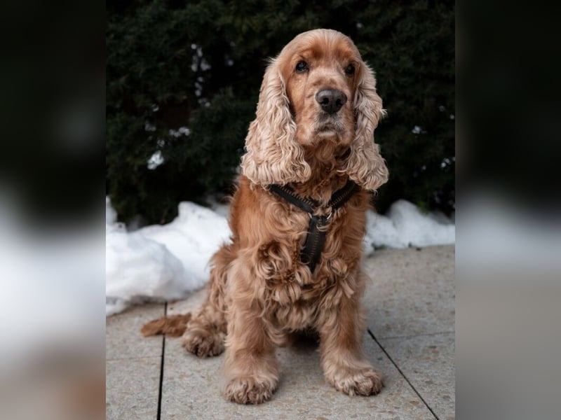 Benny Bub - fitter Cocker Spaniel - Tierhilfe Franken e.V.