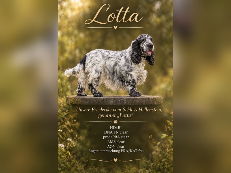 Wunderschöne English Cocker Spaniel Welpen!