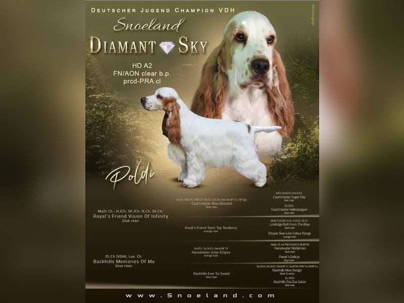 Wunderschöne English Cocker Spaniel Welpen!