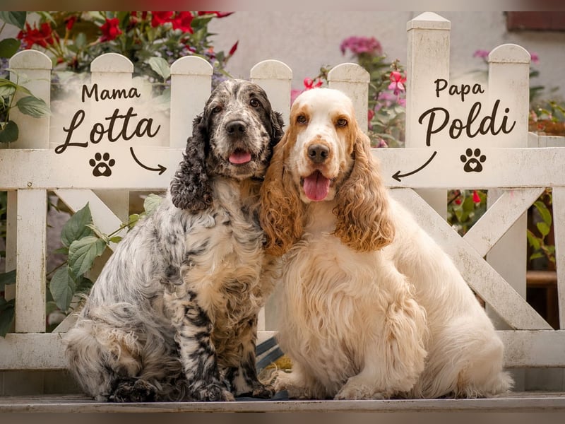 Wunderschöne English Cocker Spaniel Welpen!