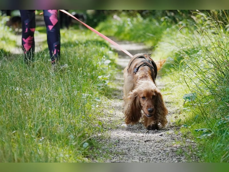 Sport Cocker Spaniel Welpen