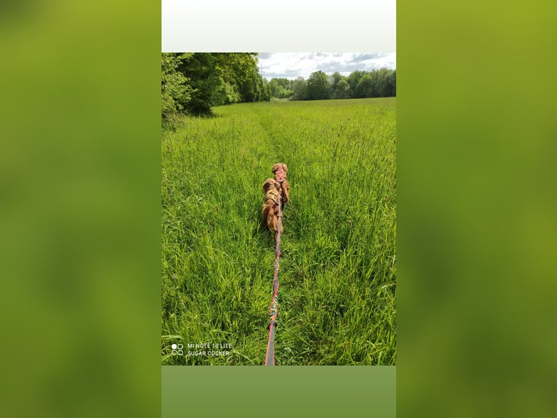 Sport Cocker Spaniel Welpen