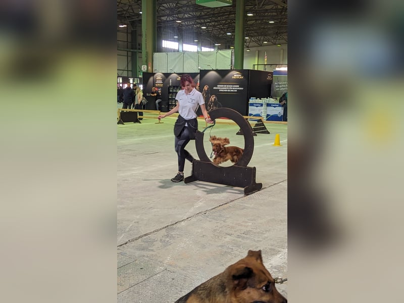 Sport Cocker Spaniel Welpen