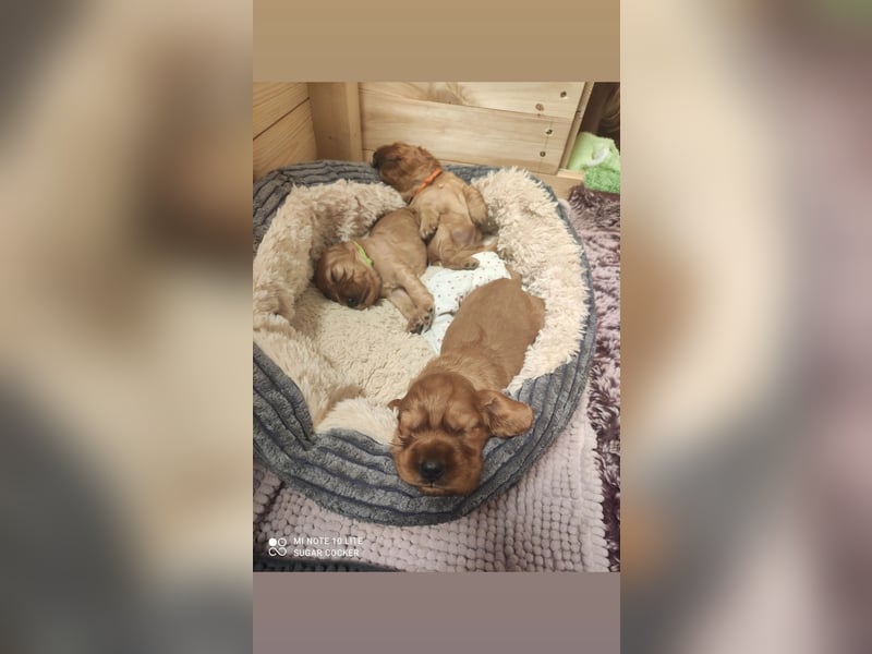 Sport Cocker Spaniel Welpen