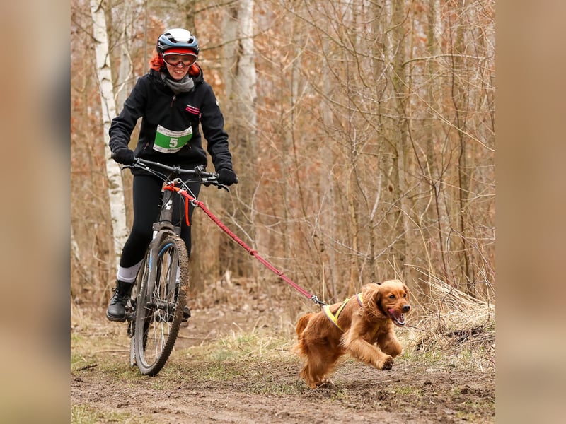 Sport Cocker Spaniel Welpen