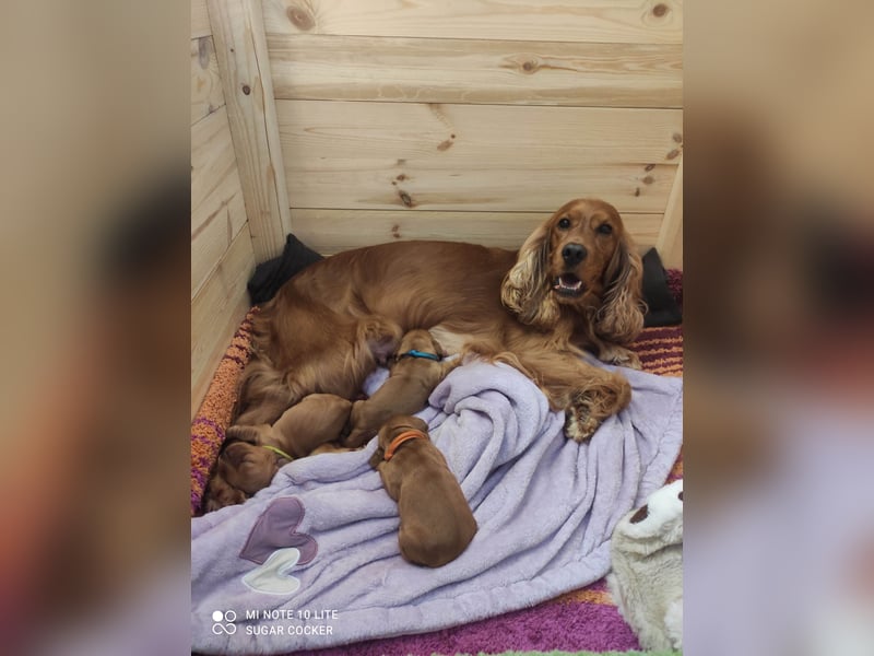 Sport Cocker Spaniel Welpen