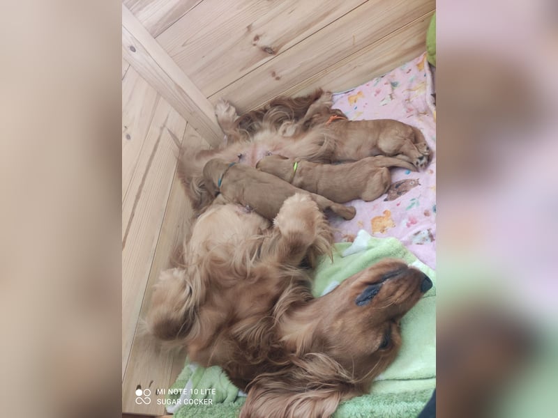 Sport Cocker Spaniel Welpen