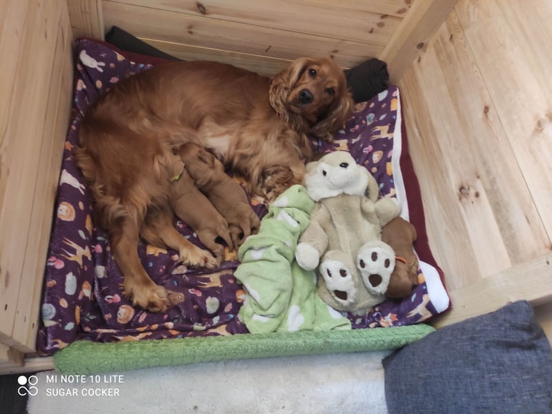 Sport Cocker Spaniel Welpen