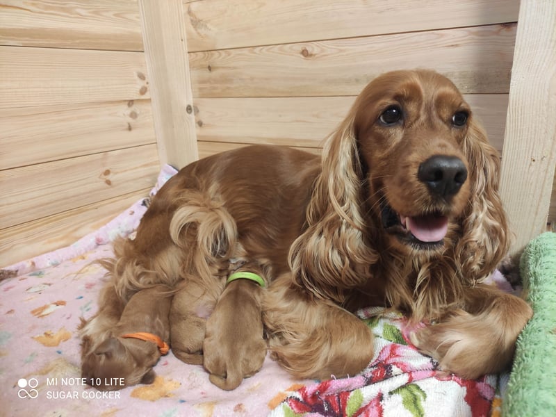 Sport Cocker Spaniel Welpen