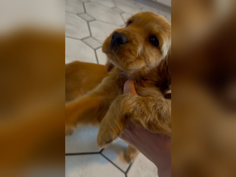 Cocker Spaniel welpen rot