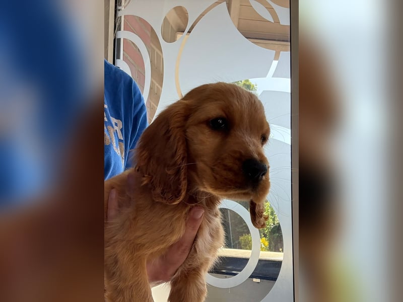 Cocker Spaniel welpen rot