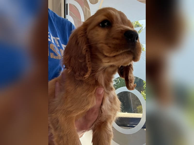 Cocker Spaniel welpen rot