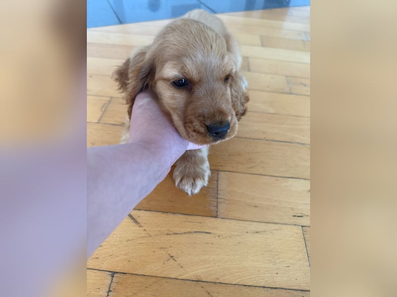 Cocker Spaniel welpen rot