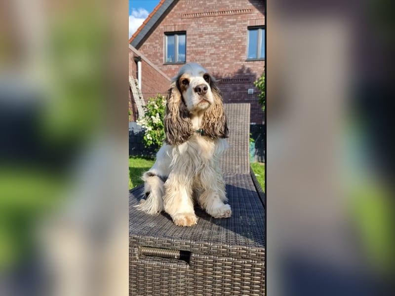 Reinrassige Englische Cocker Spaniel Welpen mit Ahnentafel