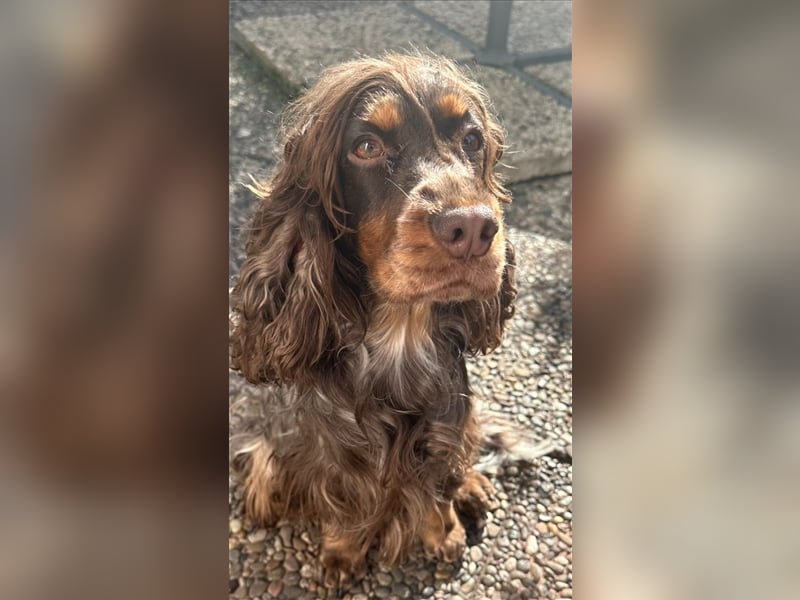 Reinrassige Englische Cocker Spaniel Welpen mit Ahnentafel