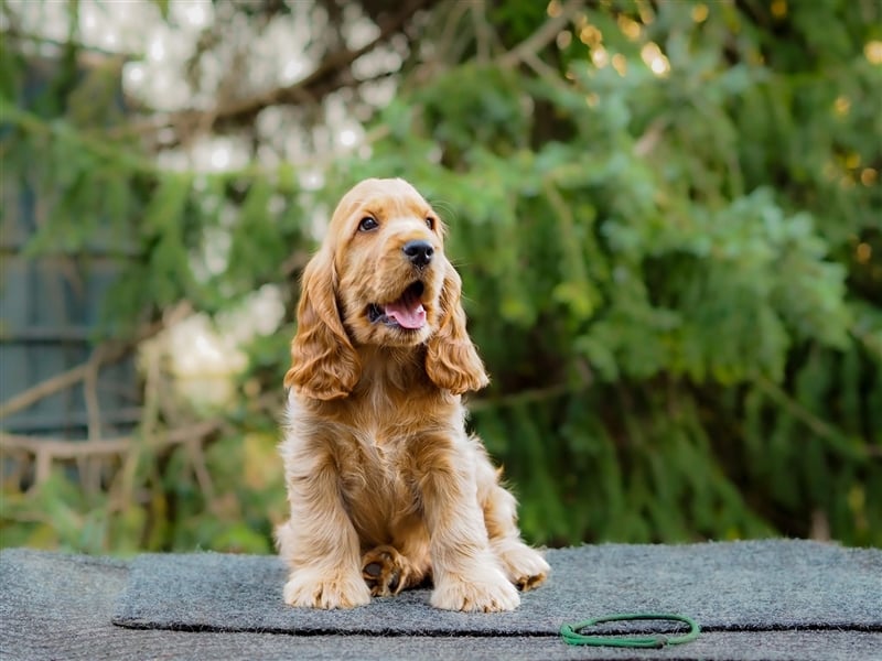 At the Gold Velvet English Cocker Spaniel kennel, Bacardi