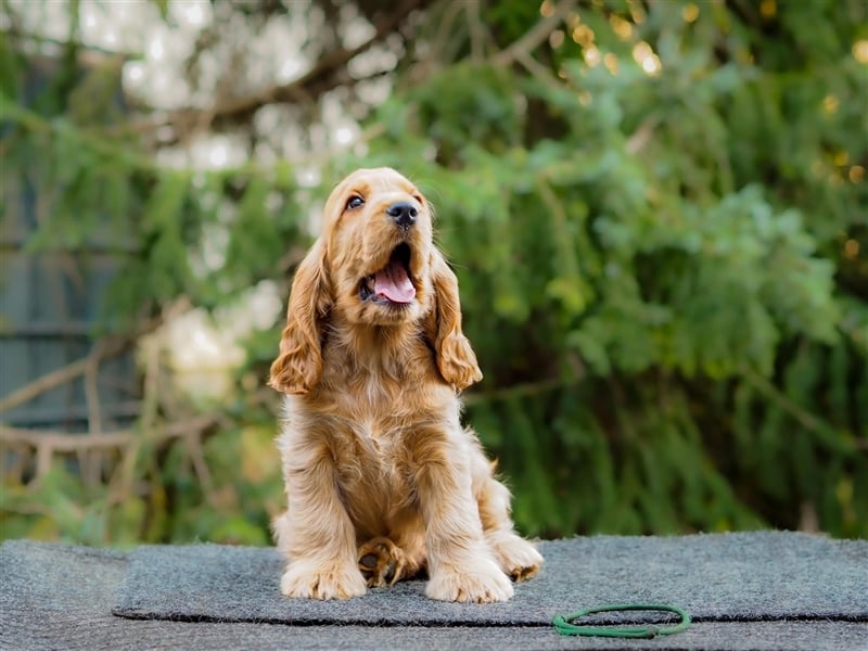 At the Gold Velvet English Cocker Spaniel kennel, 2 golden boys are still waiting for their loving n