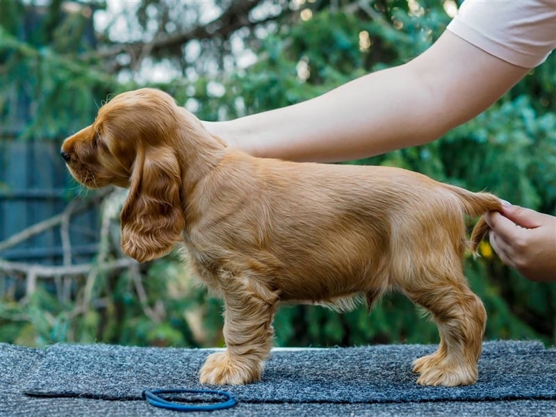 At the Gold Velvet English Cocker Spaniel kennel, Bourbon