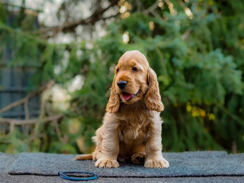 At the Gold Velvet English Cocker Spaniel kennel, Bourbon