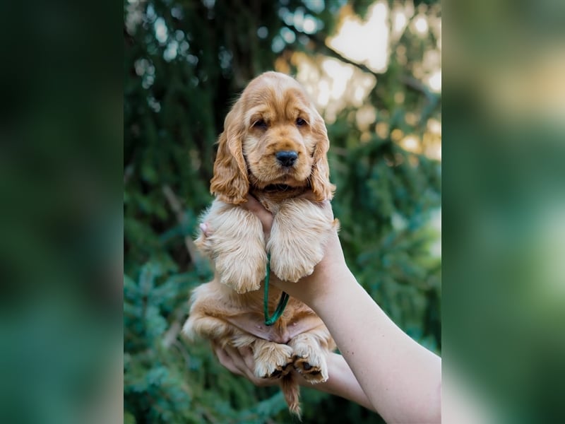 At the Gold Velvet English Cocker Spaniel kennel, Bacardi