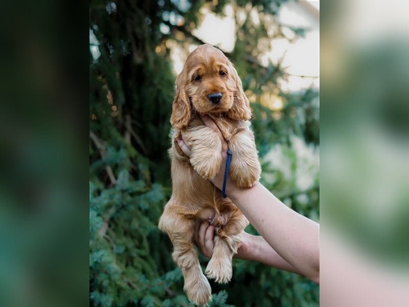 At the Gold Velvet English Cocker Spaniel kennel, Bourbon