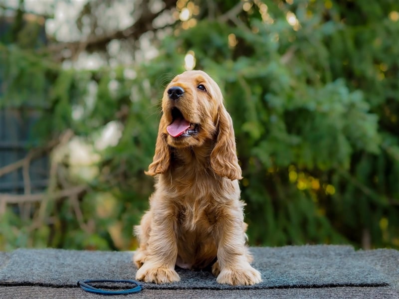 At the Gold Velvet English Cocker Spaniel kennel, Bourbon