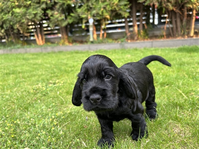 Cockerspaniel