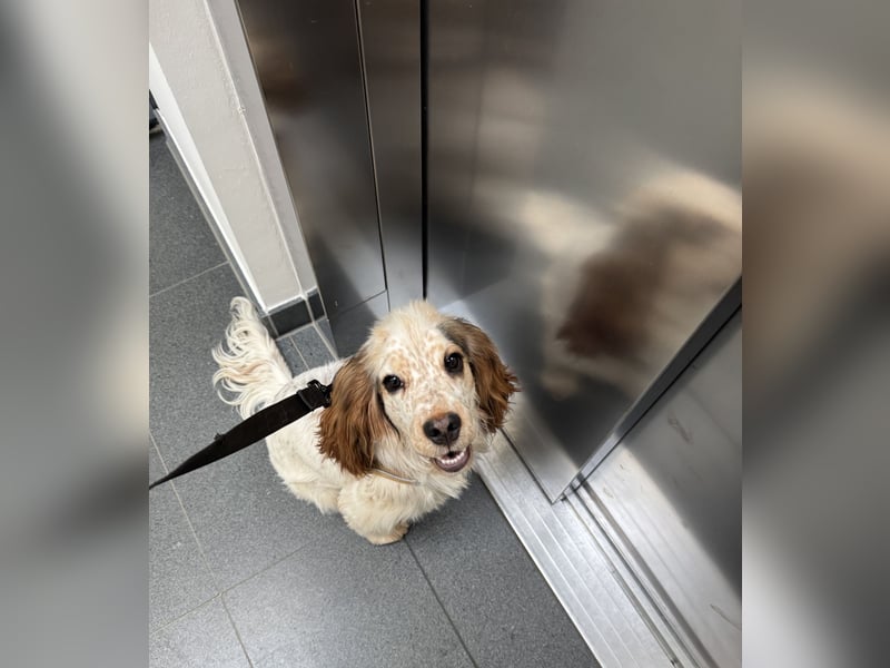 Reinrassiger Cocker Spaniel Rüde mit Ahnentafel (ERV), 9 Monate alt, sucht liebevolles Zuhause