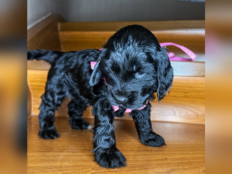cocker spaniel welpen