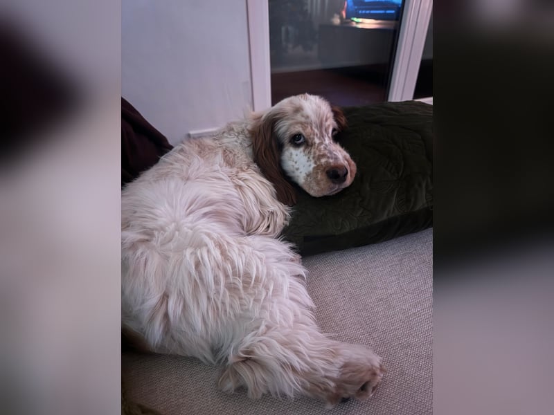 Reinrassiger Cocker Spaniel Rüde mit Ahnentafel (ERV), 9 Monate alt, sucht liebevolles Zuhause