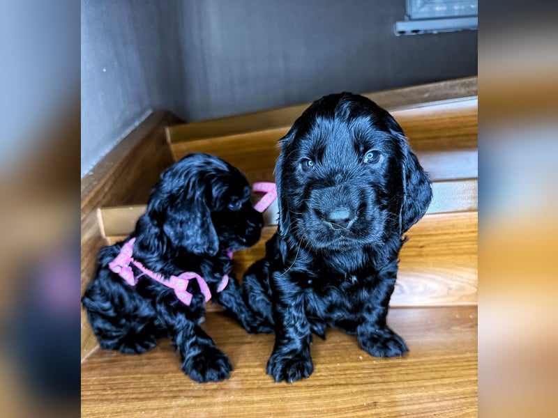 cocker spaniel welpen