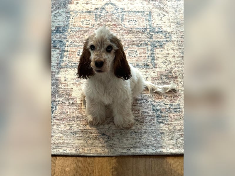 Reinrassiger Cocker Spaniel Rüde mit Ahnentafel (ERV), 9 Monate alt, sucht liebevolles Zuhause
