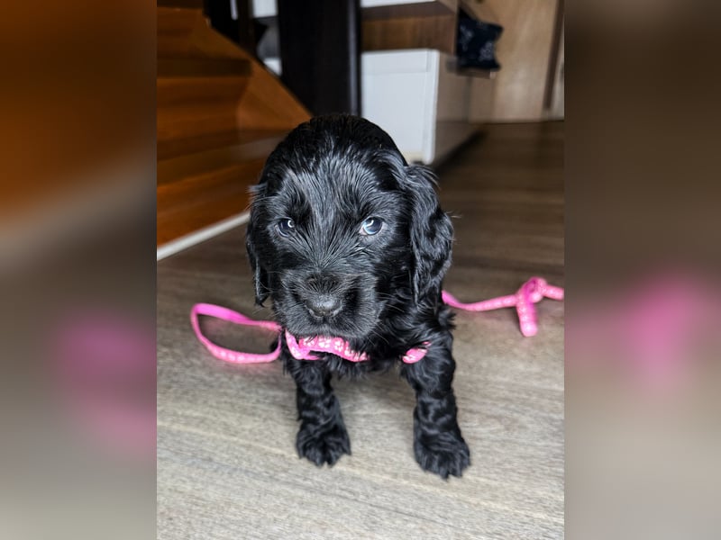 cocker spaniel welpen