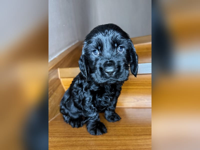 cocker spaniel welpen