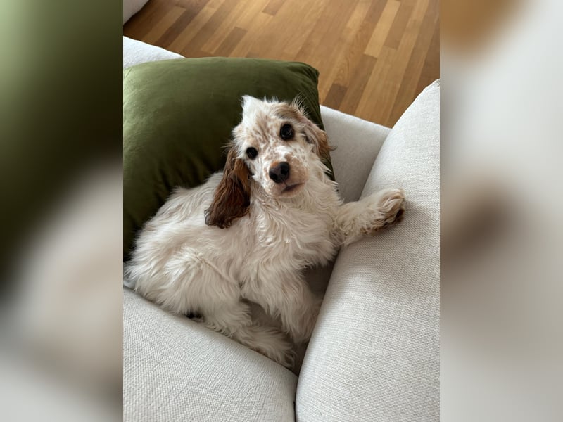 Reinrassiger Cocker Spaniel Rüde mit Ahnentafel (ERV), 9 Monate alt, sucht liebevolles Zuhause