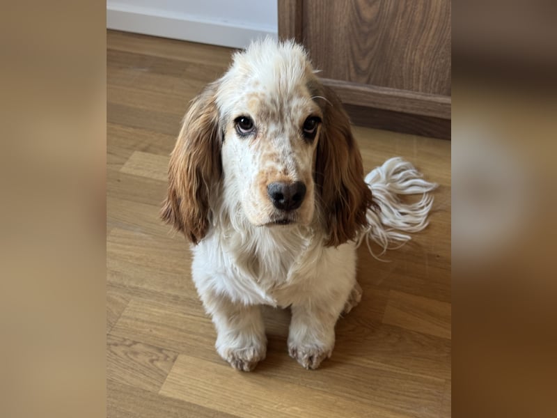 Reinrassiger Cocker Spaniel Rüde mit Ahnentafel (ERV), 9 Monate alt, sucht liebevolles Zuhause