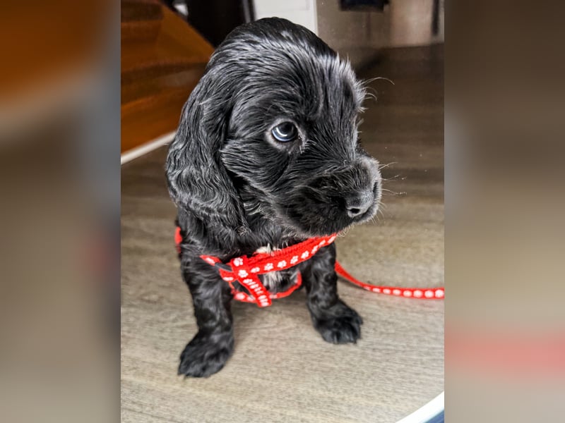 cocker spaniel welpen