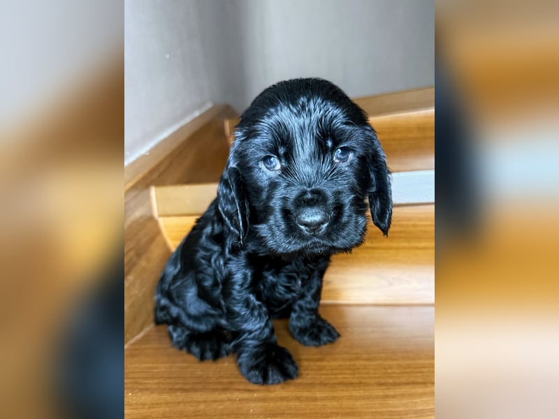 cocker spaniel welpen