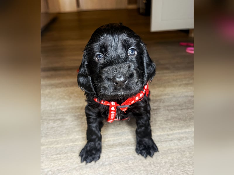 cocker spaniel welpen
