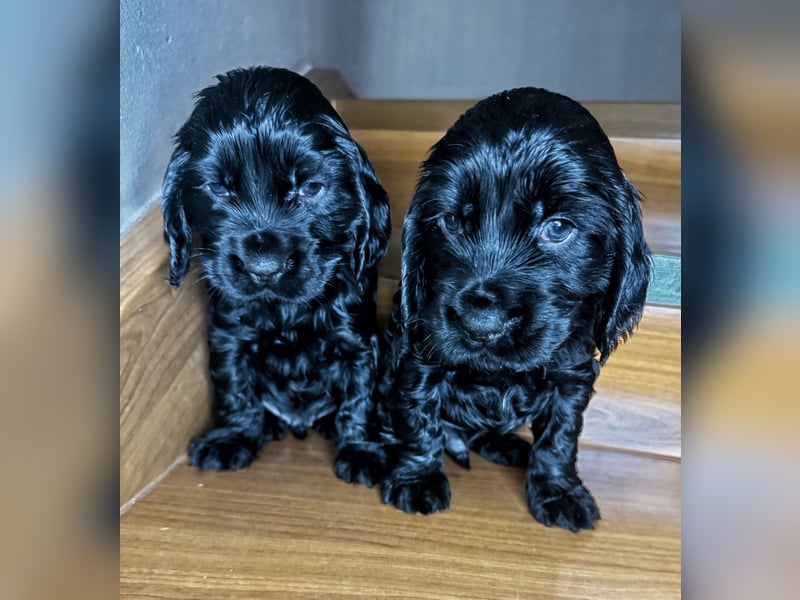 cocker spaniel welpen