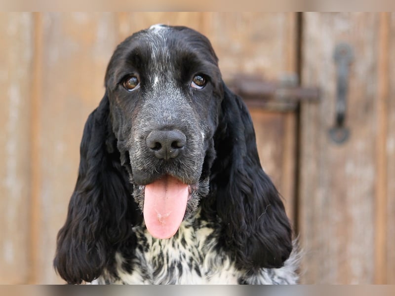 English Cocker spaniel welpen
