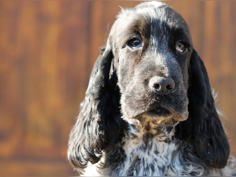 English Cocker spaniel welpen