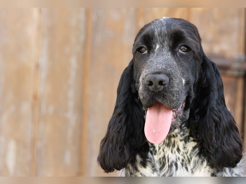 English Cocker spaniel welpen