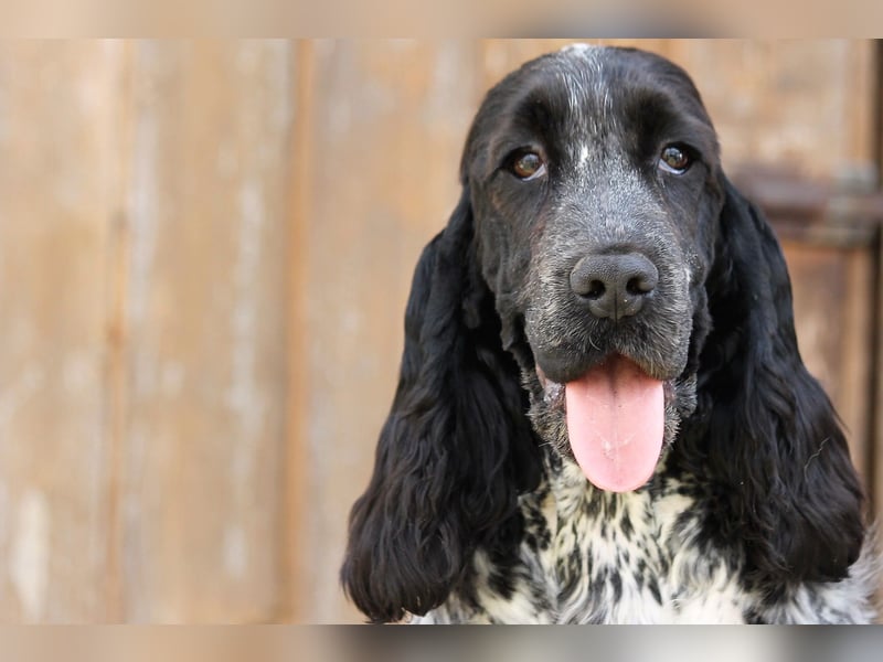 English Cocker spaniel welpen
