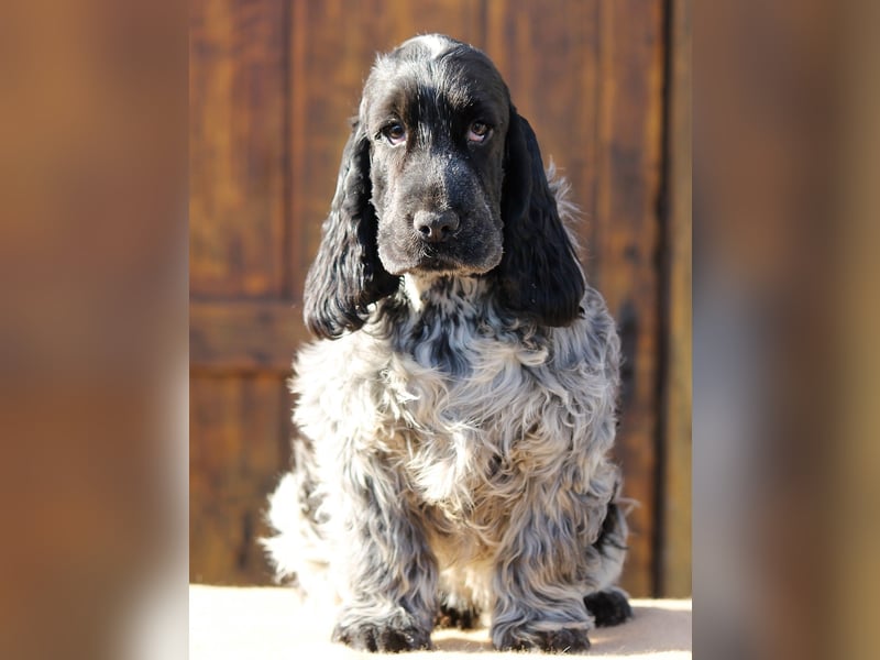 English Cocker spaniel welpen