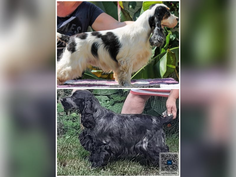 English Cocker spaniel welpen
