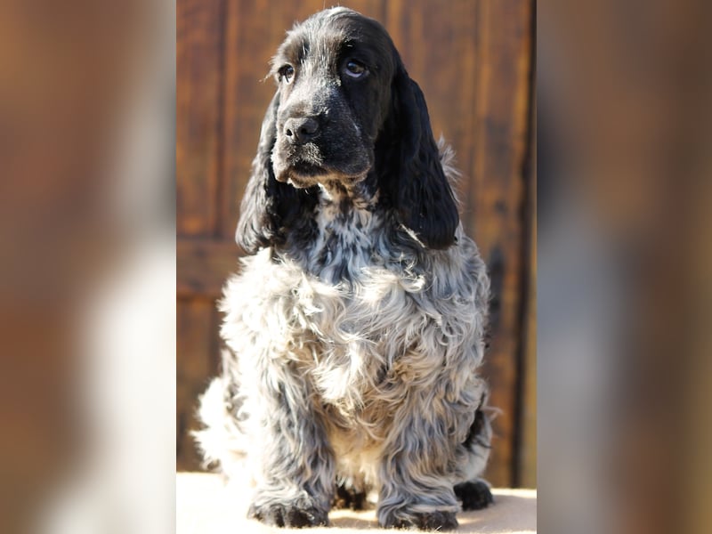 English Cocker spaniel welpen